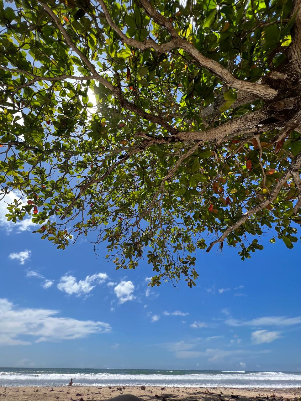 Looking out to the ocean from under a beach almond tree